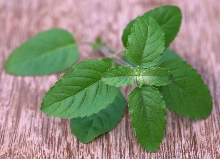 Medicinal red tulsi leaves on wooden surface