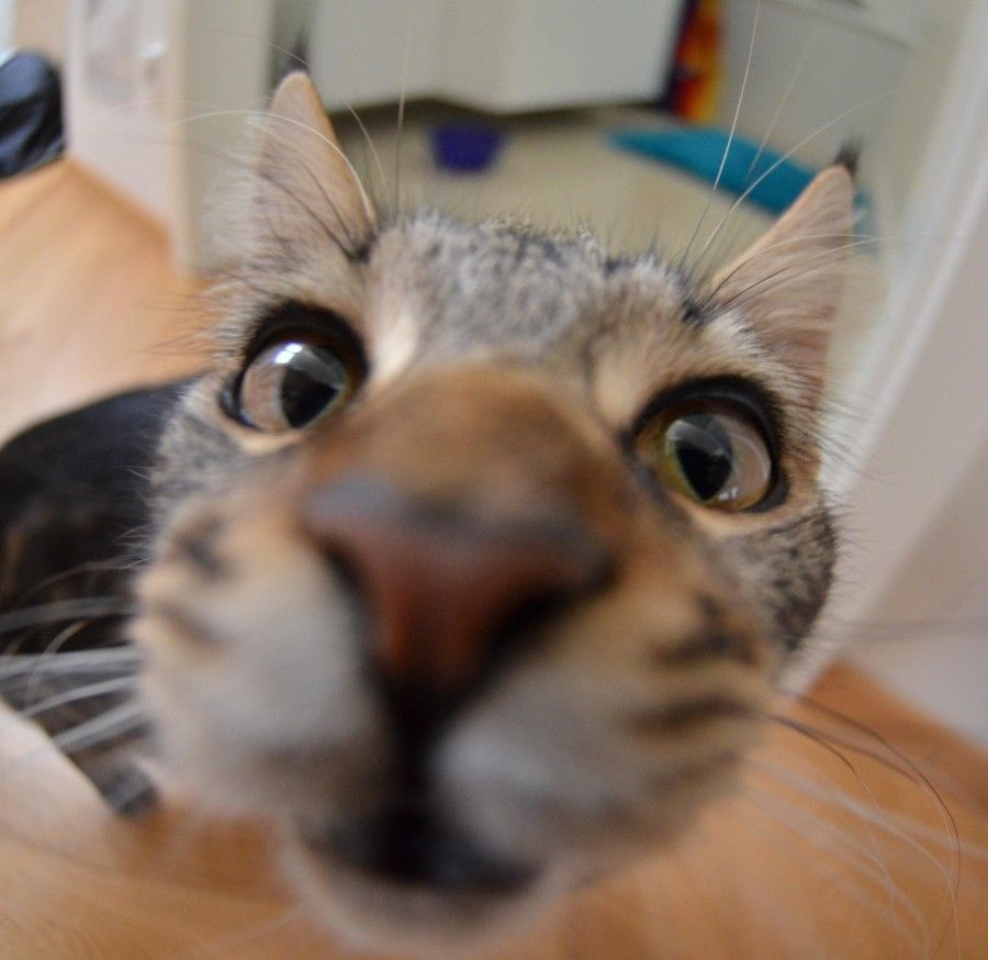 whiskey-fisheye