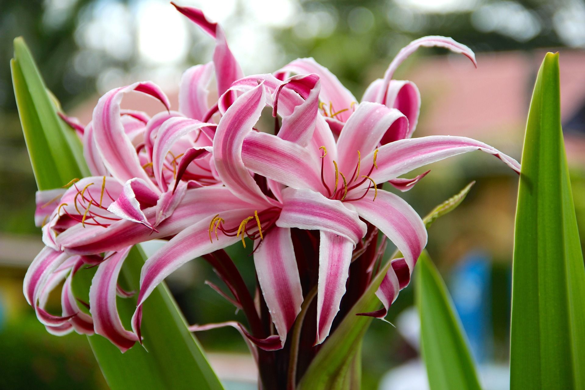 Quali bulbi bisogna piantare adesso per avere ricche fioriture estive