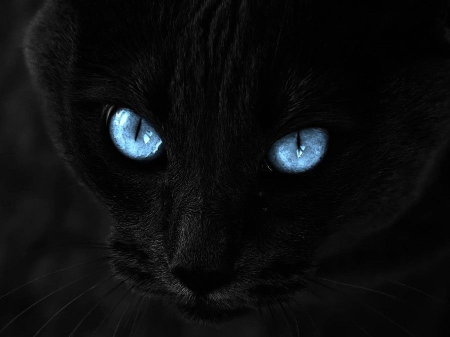 Black-Cat-With-Blue-Eyes-HD-Wallpaper-Desktop