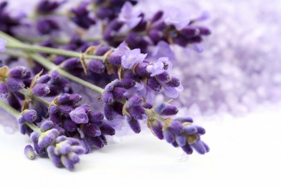 bunch of lavender flower isolated on white close-ups