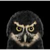 Affinity-brad-wilson