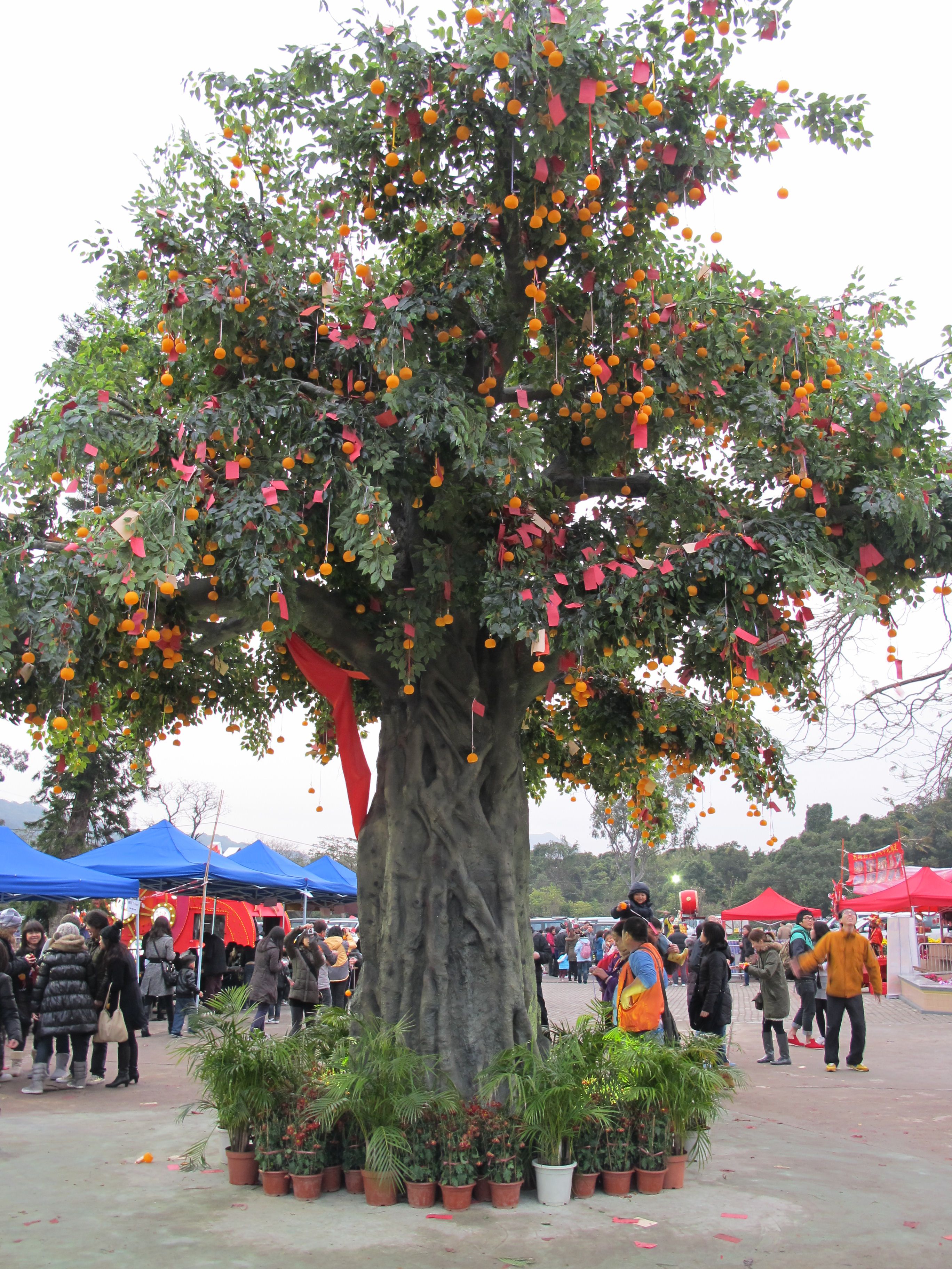 albero-desideri