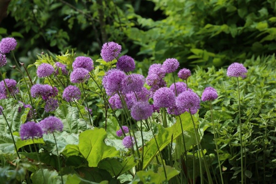 allium