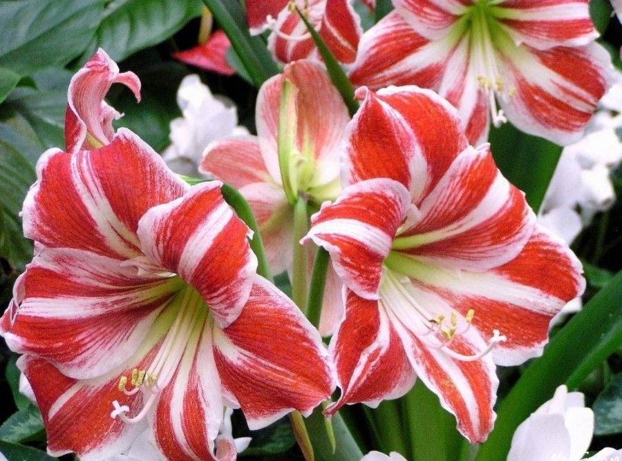 amaryllis-flowers-33150169-1024-768