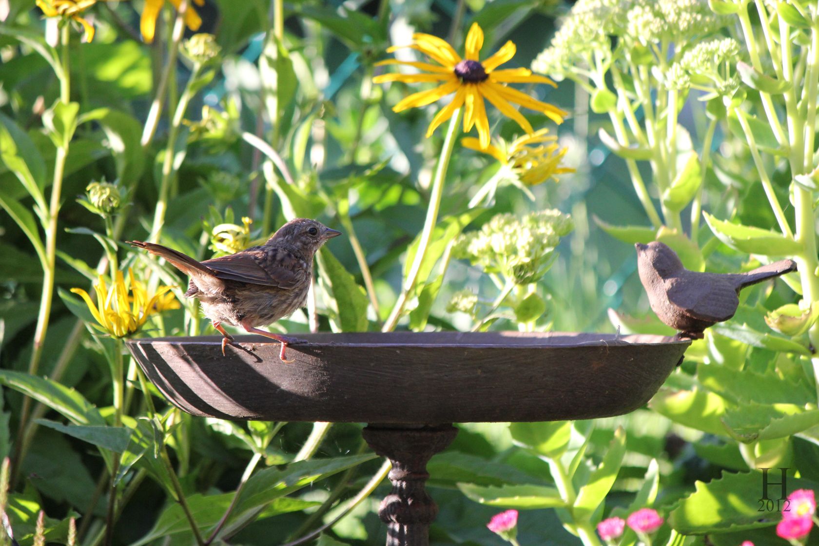 Birdgarden: trasforma il tuo giardino in un’oasi naturale