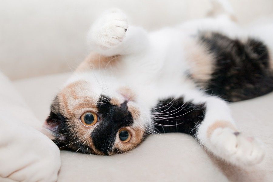 gatto cat
