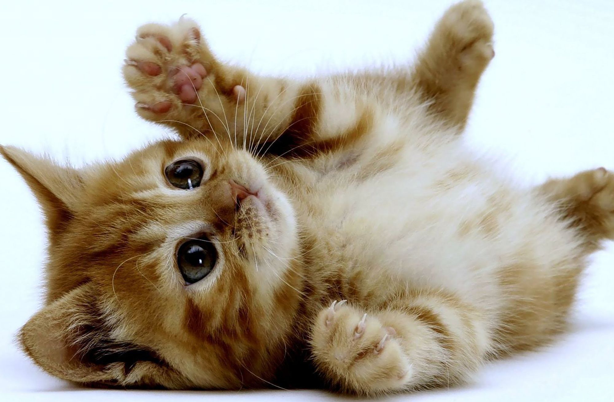 5 modi per rendere felici i nostri gatti