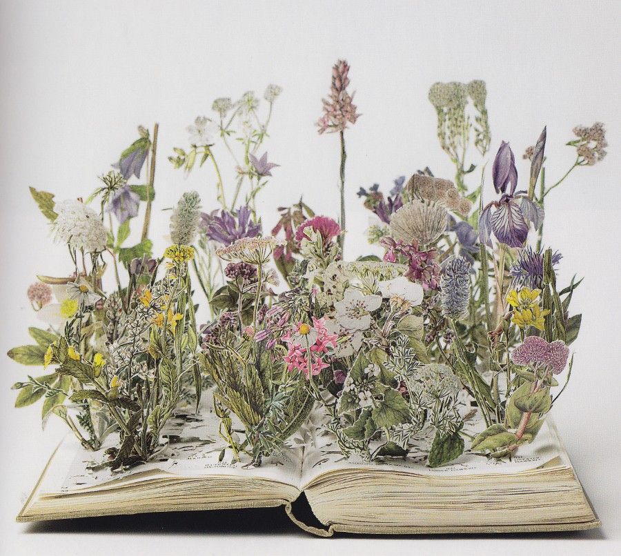 wild flowers su blackwell