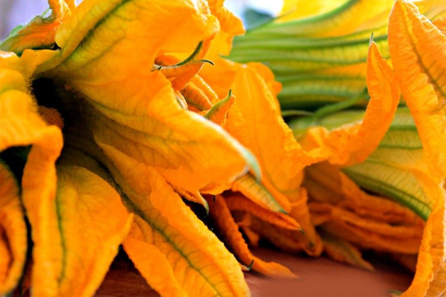 Fiori di zucca