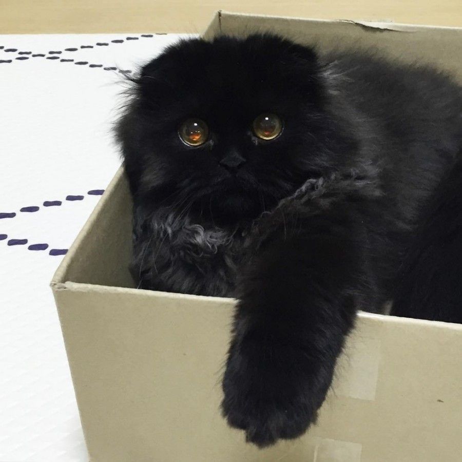 Gatto7