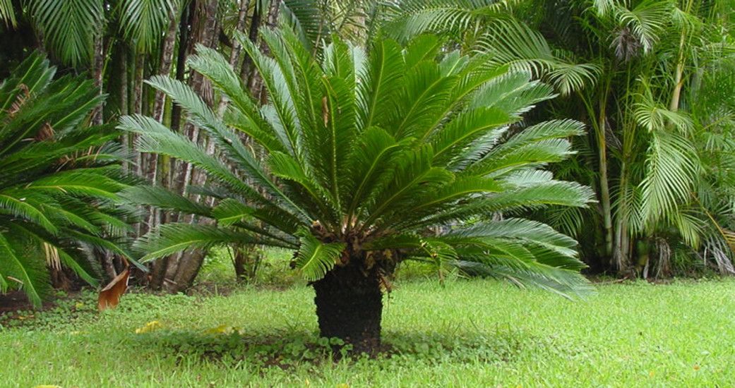 Sago Palm1