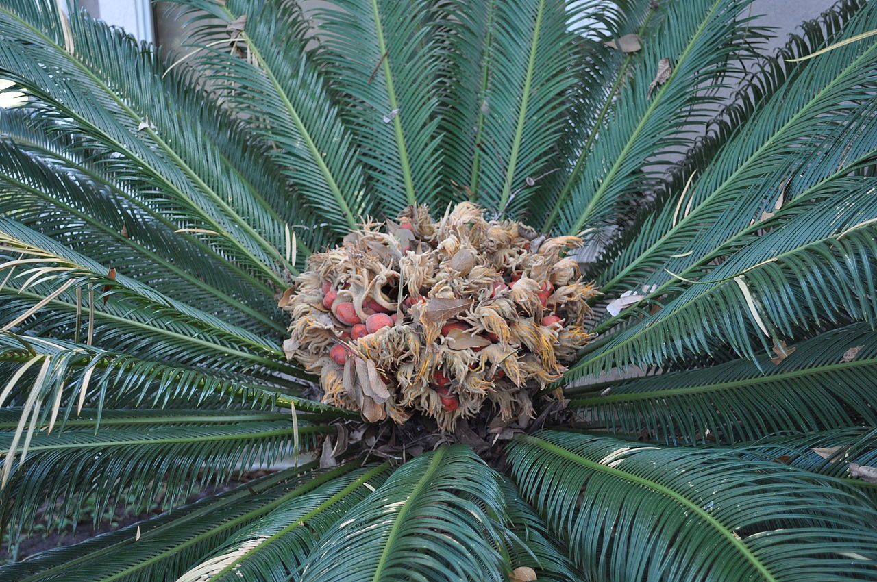 Sago Palm2