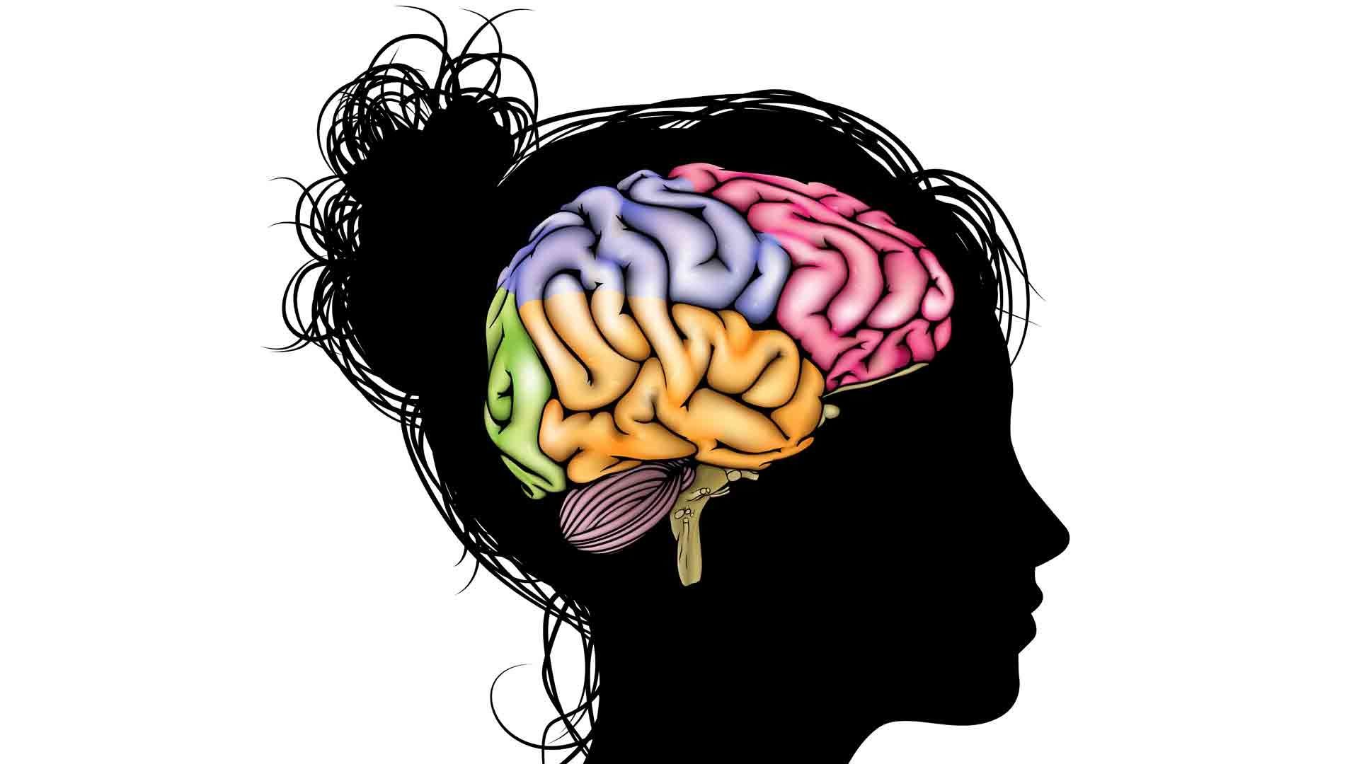 18 curiosità sul cervello