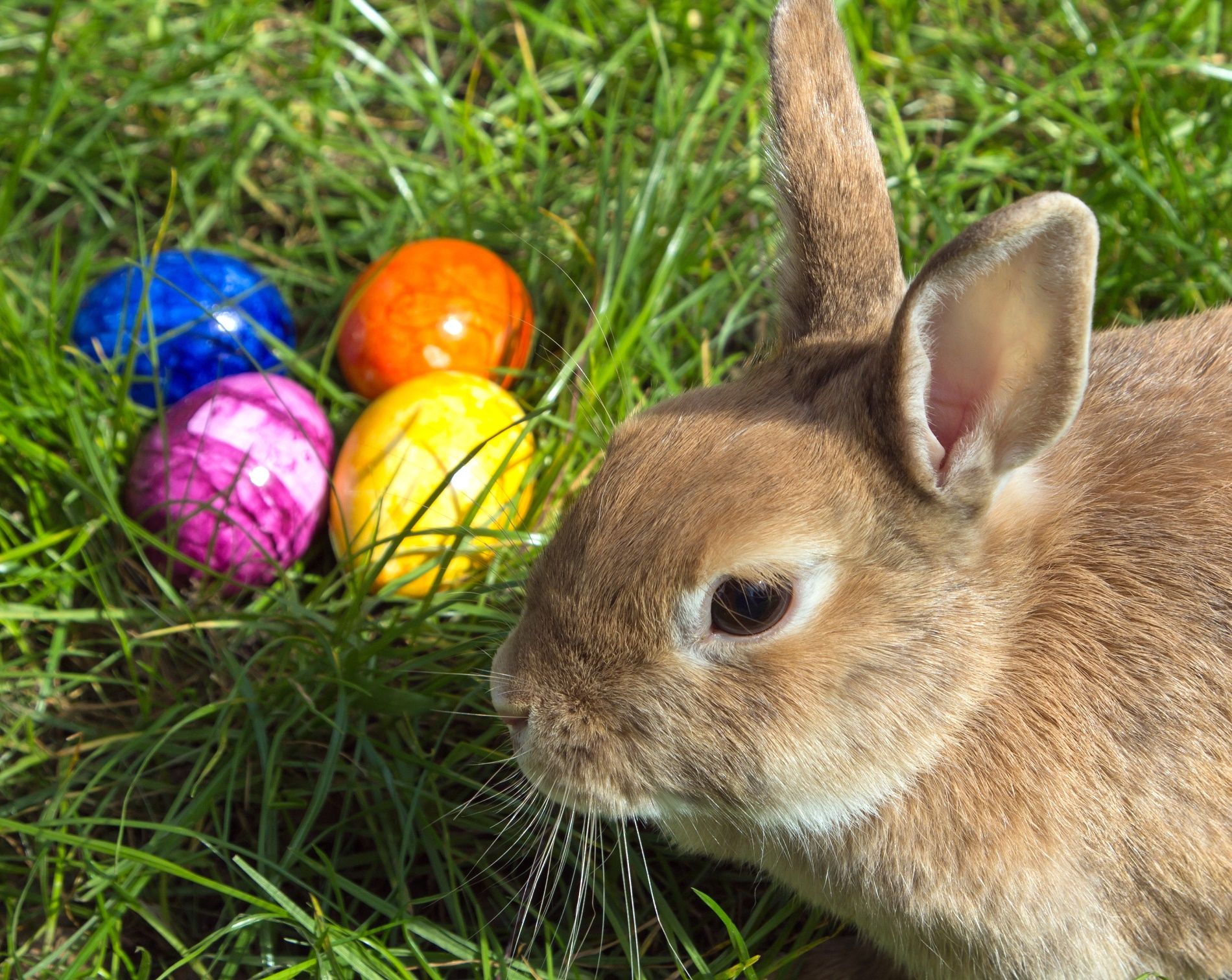 Perché il simbolo di Pasqua è un coniglio?