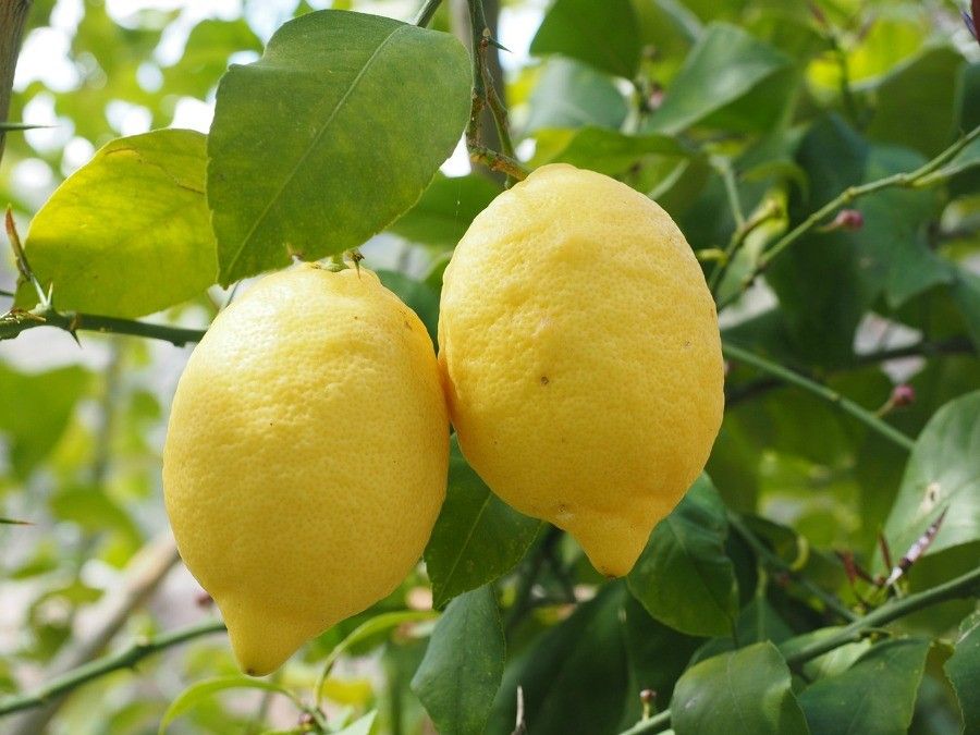 limoni