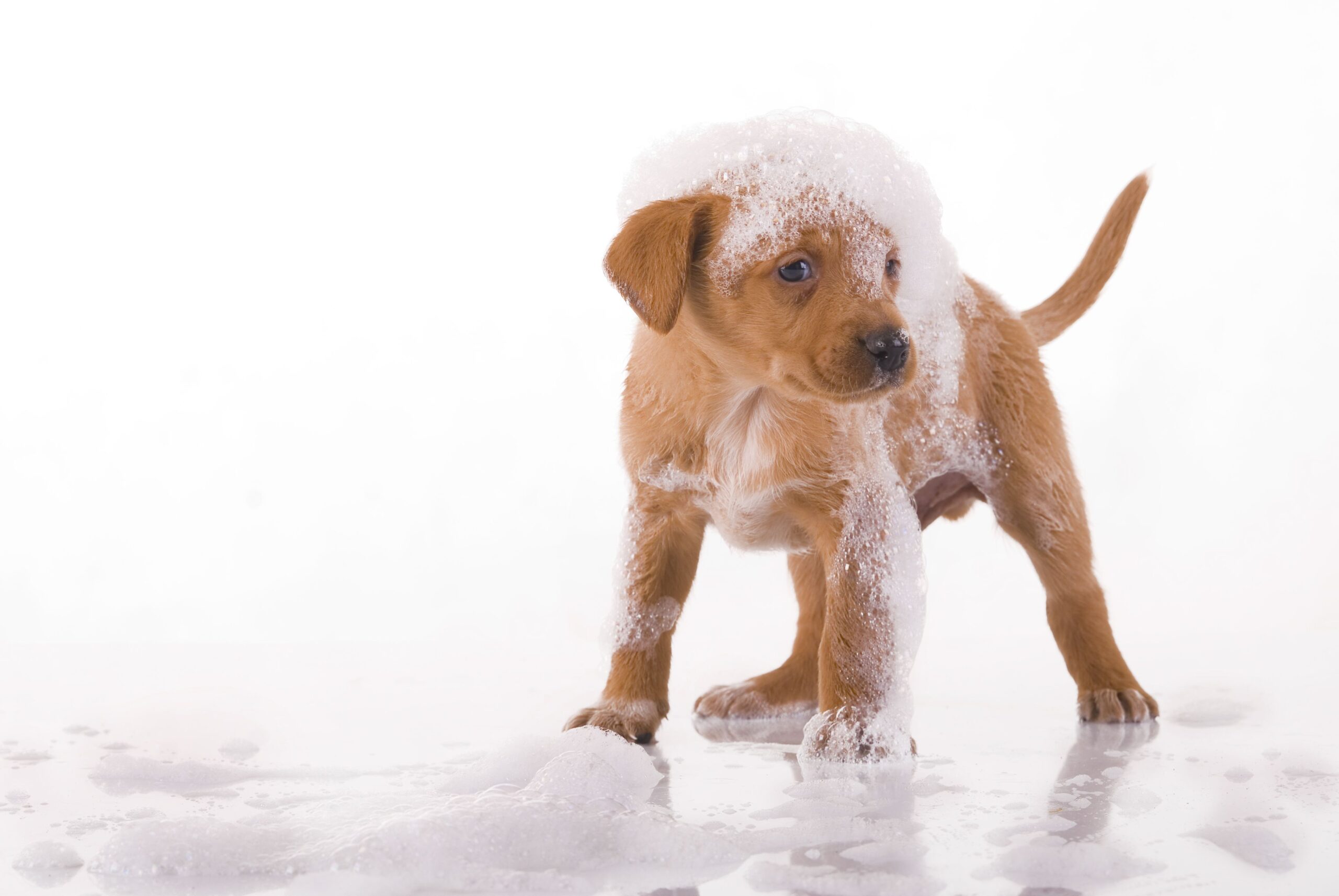 Come fare il bagnetto al tuo cane