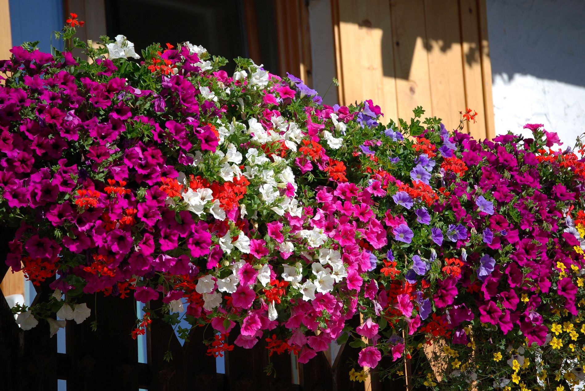 Il segreto per avere un bellissimo balcone fiorito