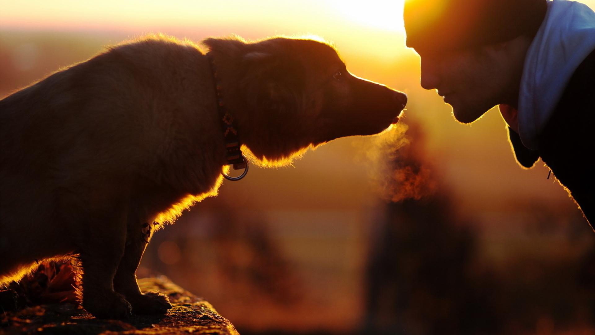 Quando l’amore di un cane per il suo padrone supera l’impossibile: il video