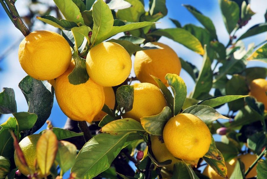 pianta di limoncello