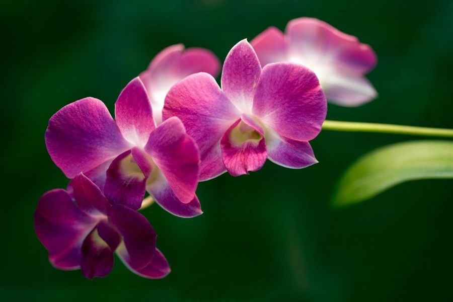 Orchidea