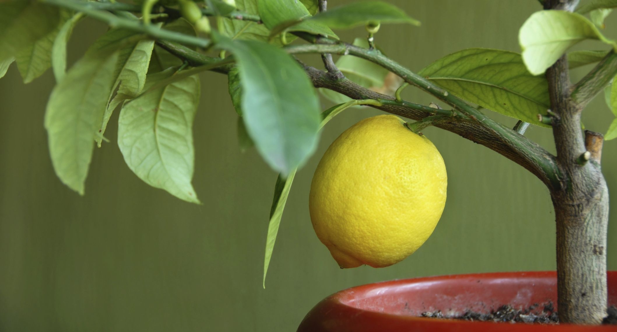 10 trucchi per coltivare una pianta di limoni in un vaso