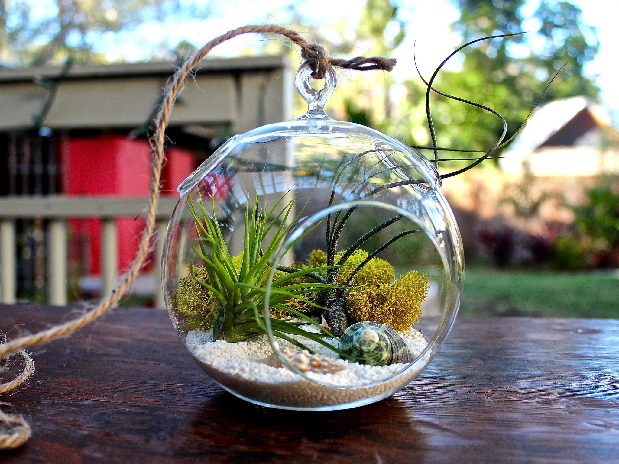 DIY: come fare un elegante terrario di piante grasse (video)