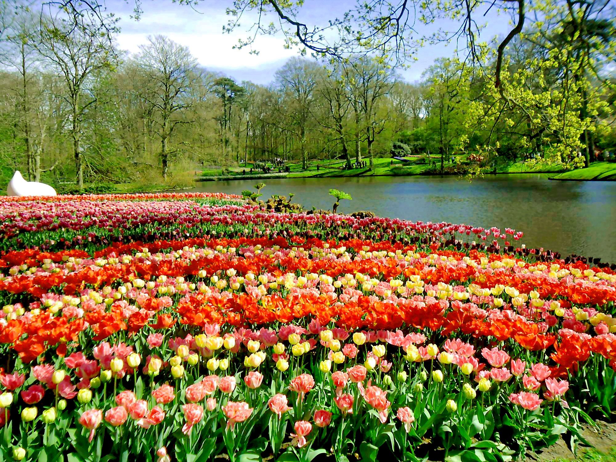 Scopri la fioritura dei tulipani in Olanda