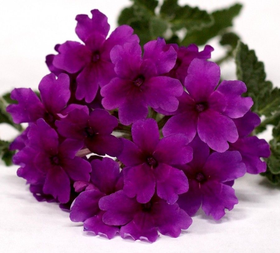 Verbena