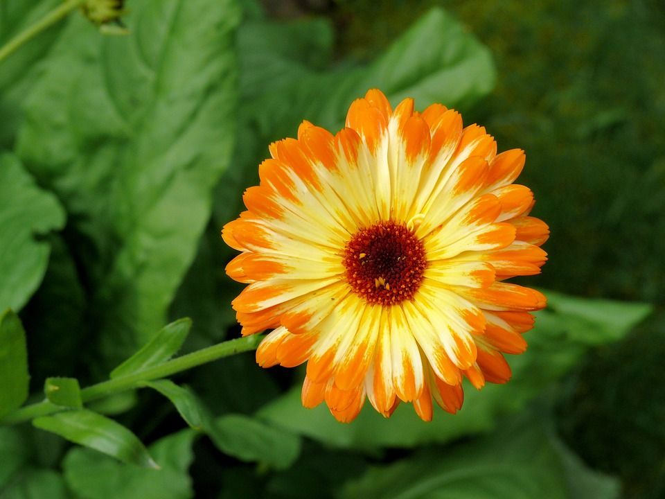 calendula1