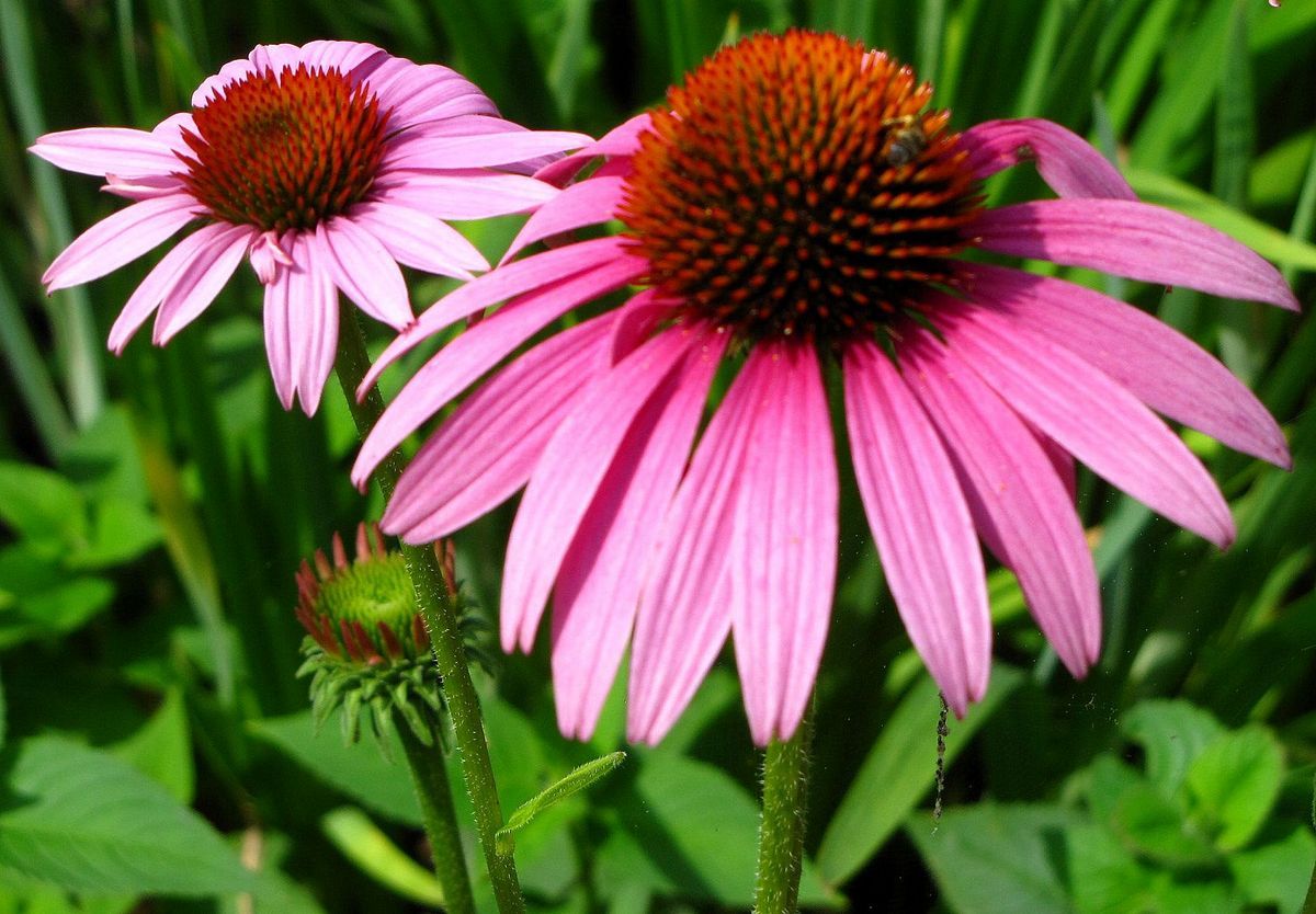 echinacea1