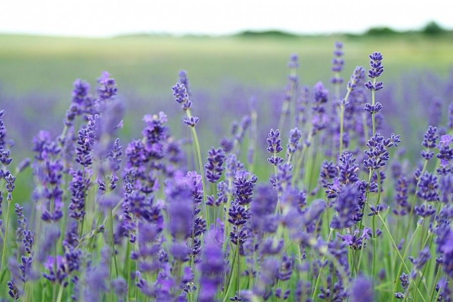 lavanda