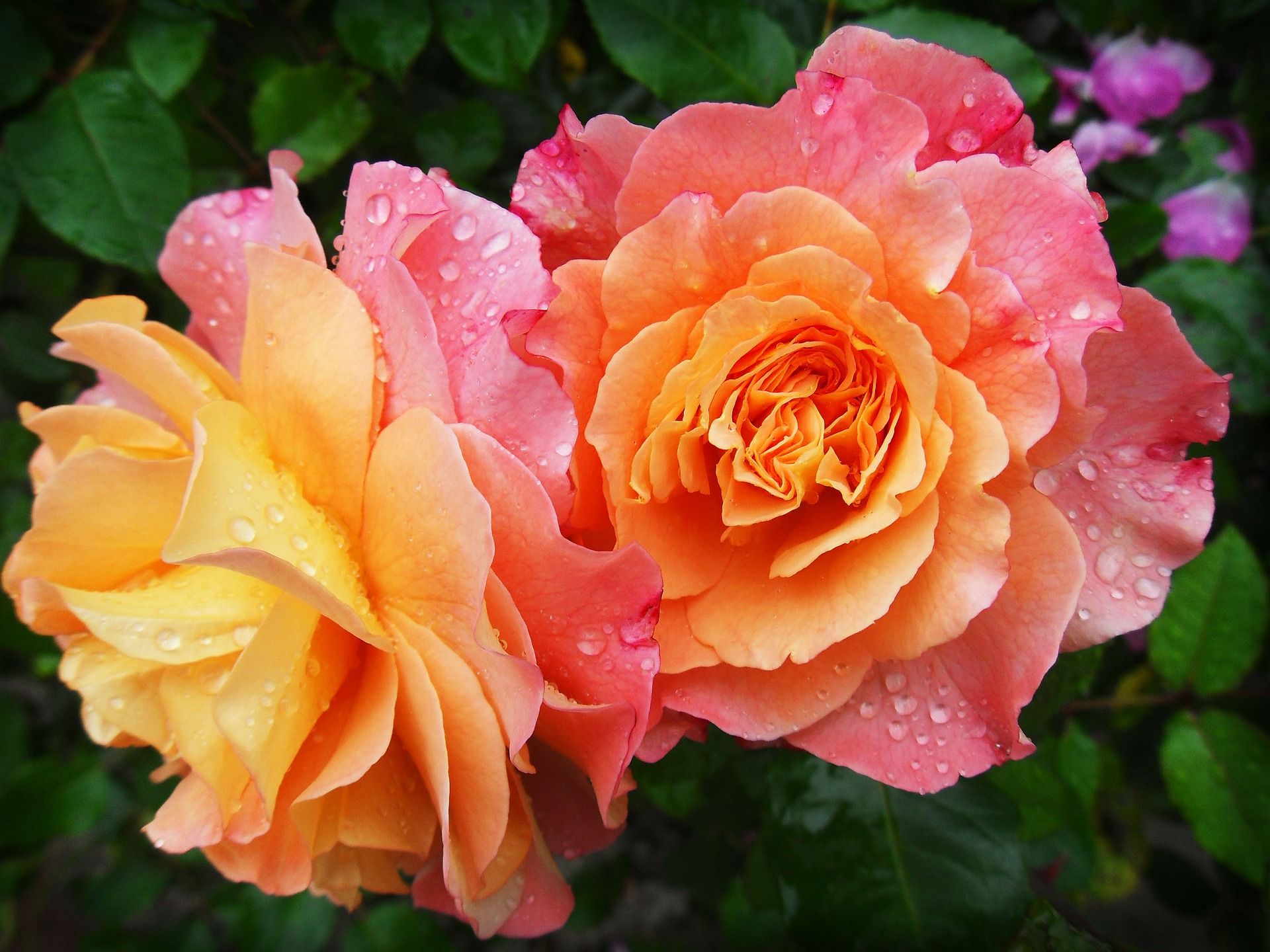 Scopri qual è la rosa più adatta al tuo giardino