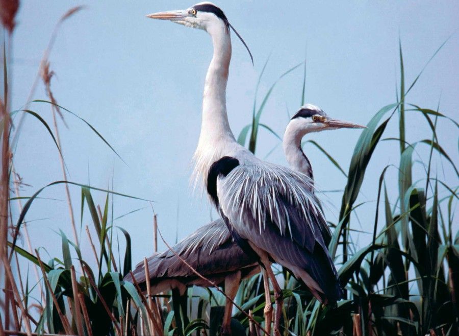 Escursioni di primavera sul delta del po