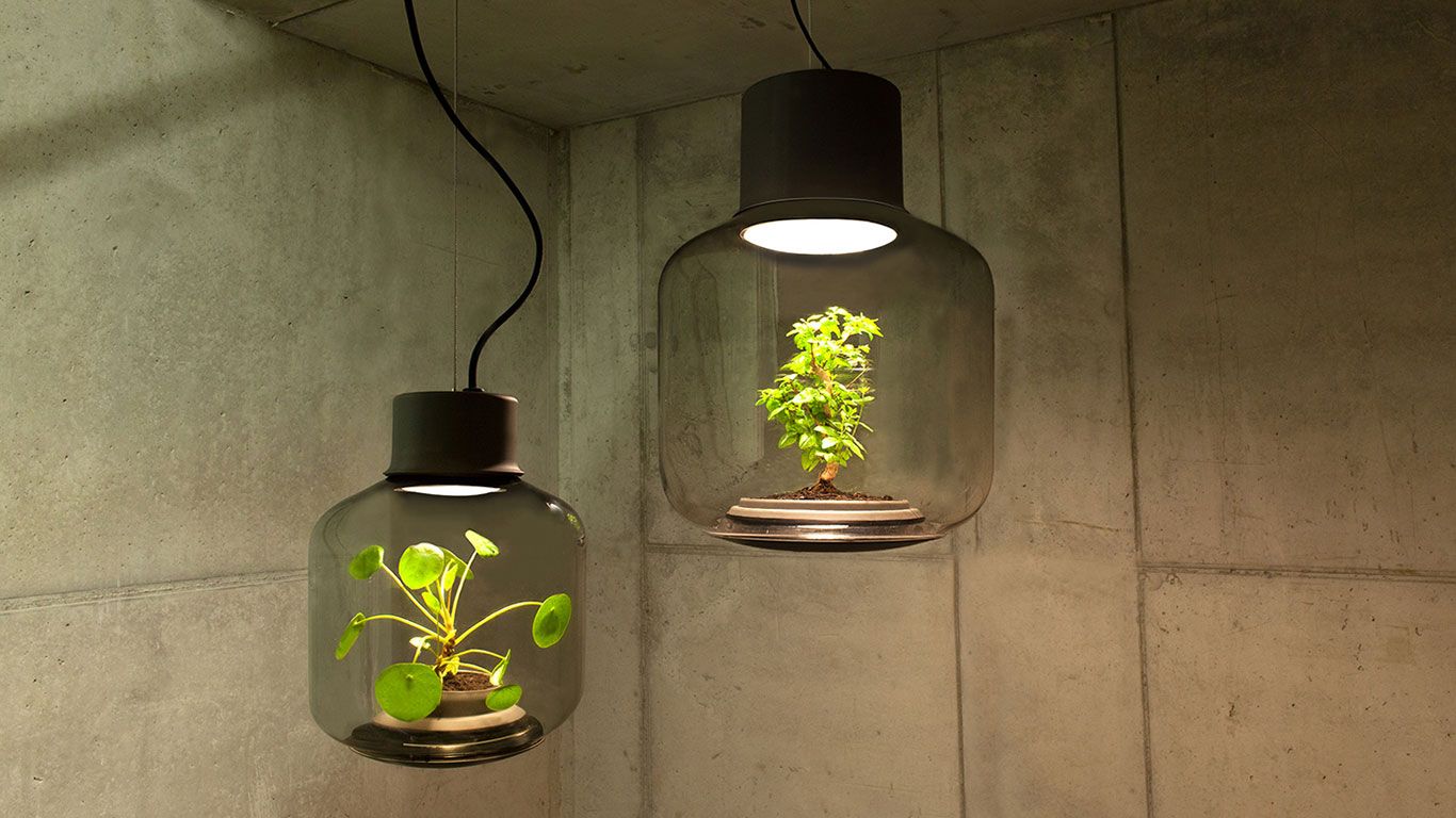 Le piante che crescono nelle lampade