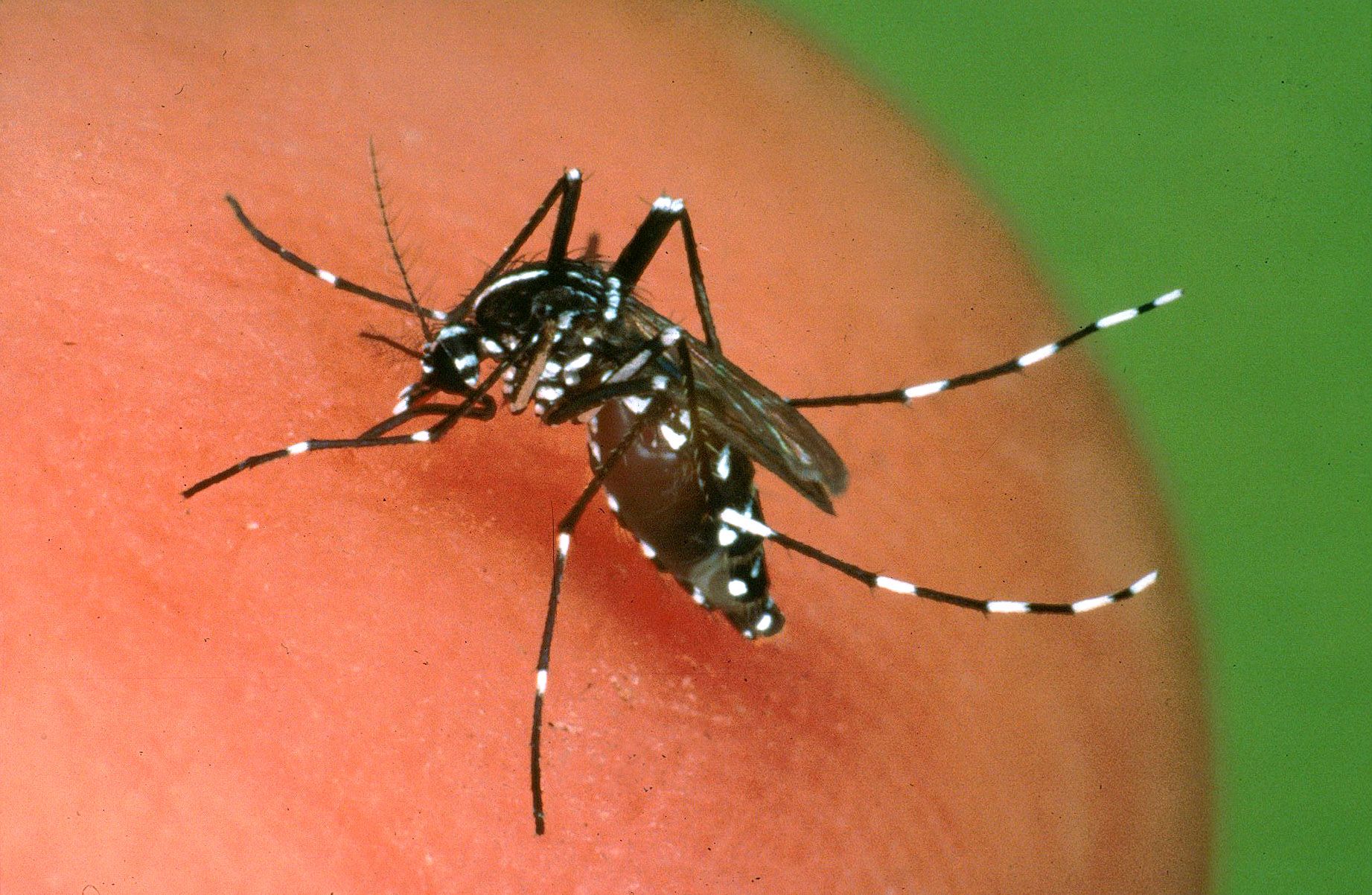 Arriva l’app per combattere le zanzare