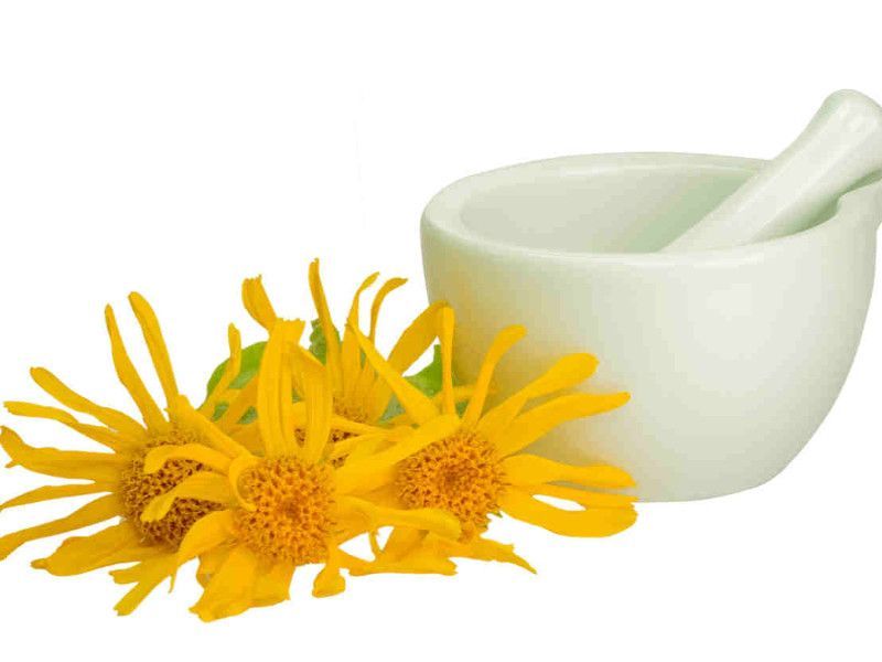 arnica1