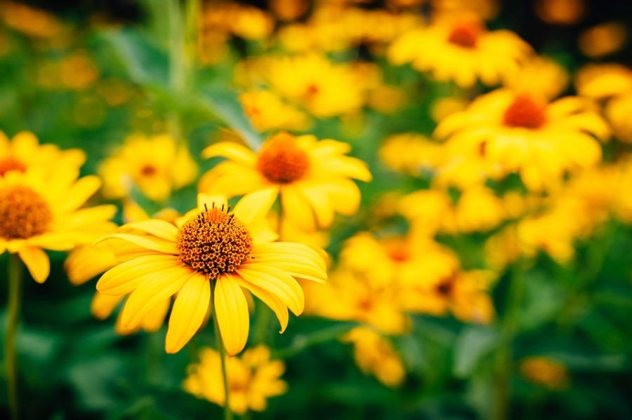 arnica2
