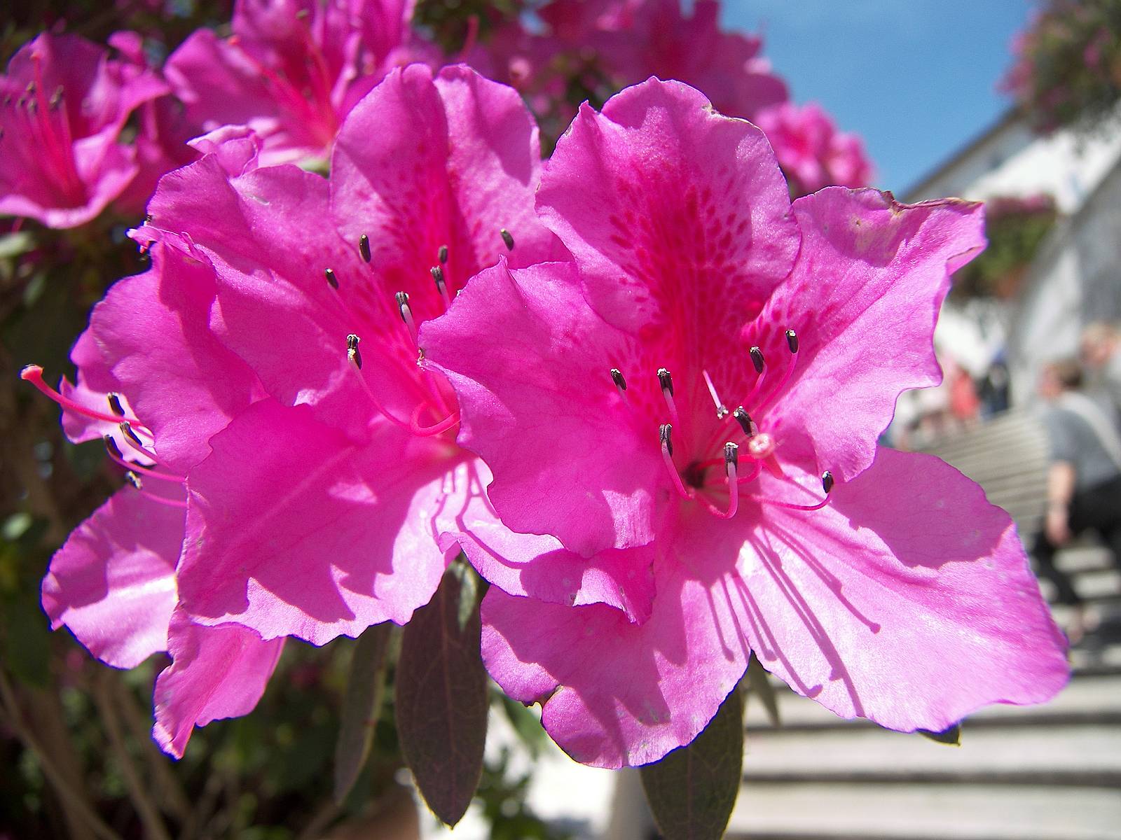 Perché si regala un’azalea per la Festa della mamma?