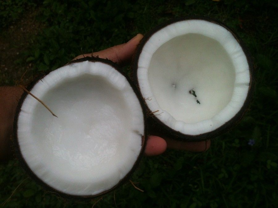 coconut