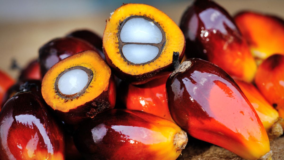 Nell'olio di palma queste sostanze hanno livelli superiori rispetto agli altri oli