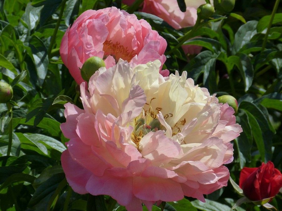 peony-224188_1920