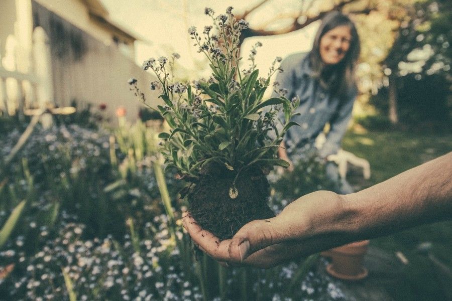 planting-865294_1280