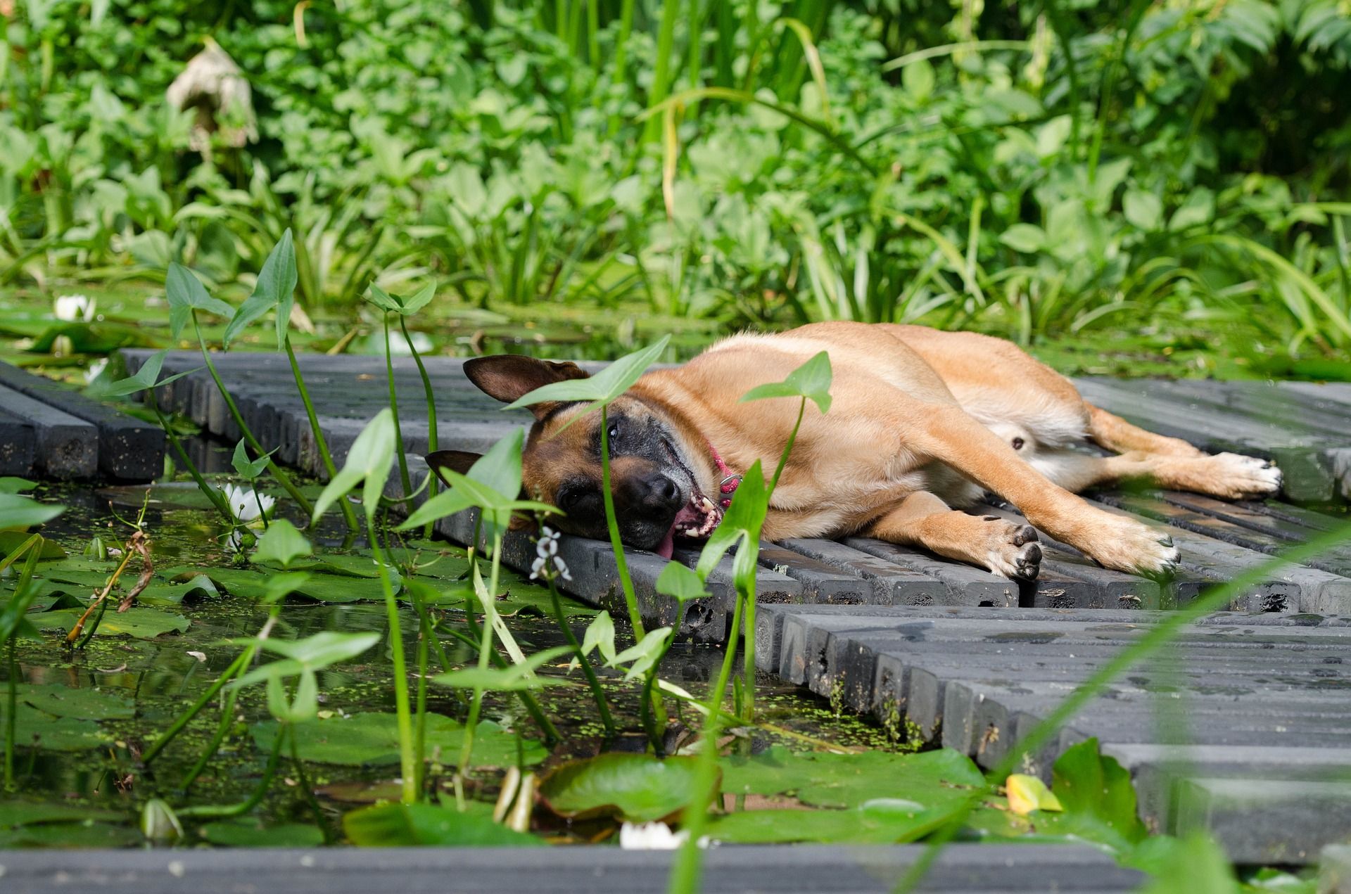 Come realizzare un giardino a prova di cane