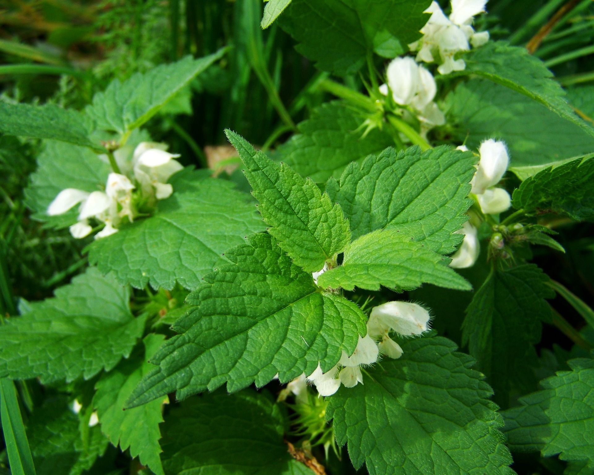 Antiparassitari naturali per le piante