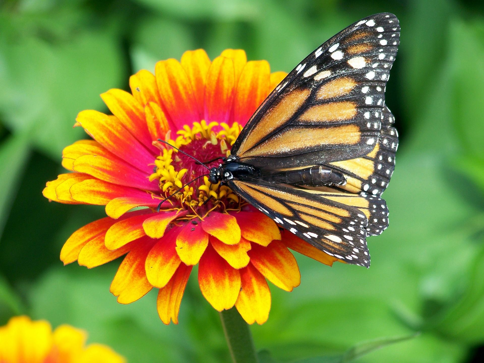 Come realizzare un giardino per le farfalle