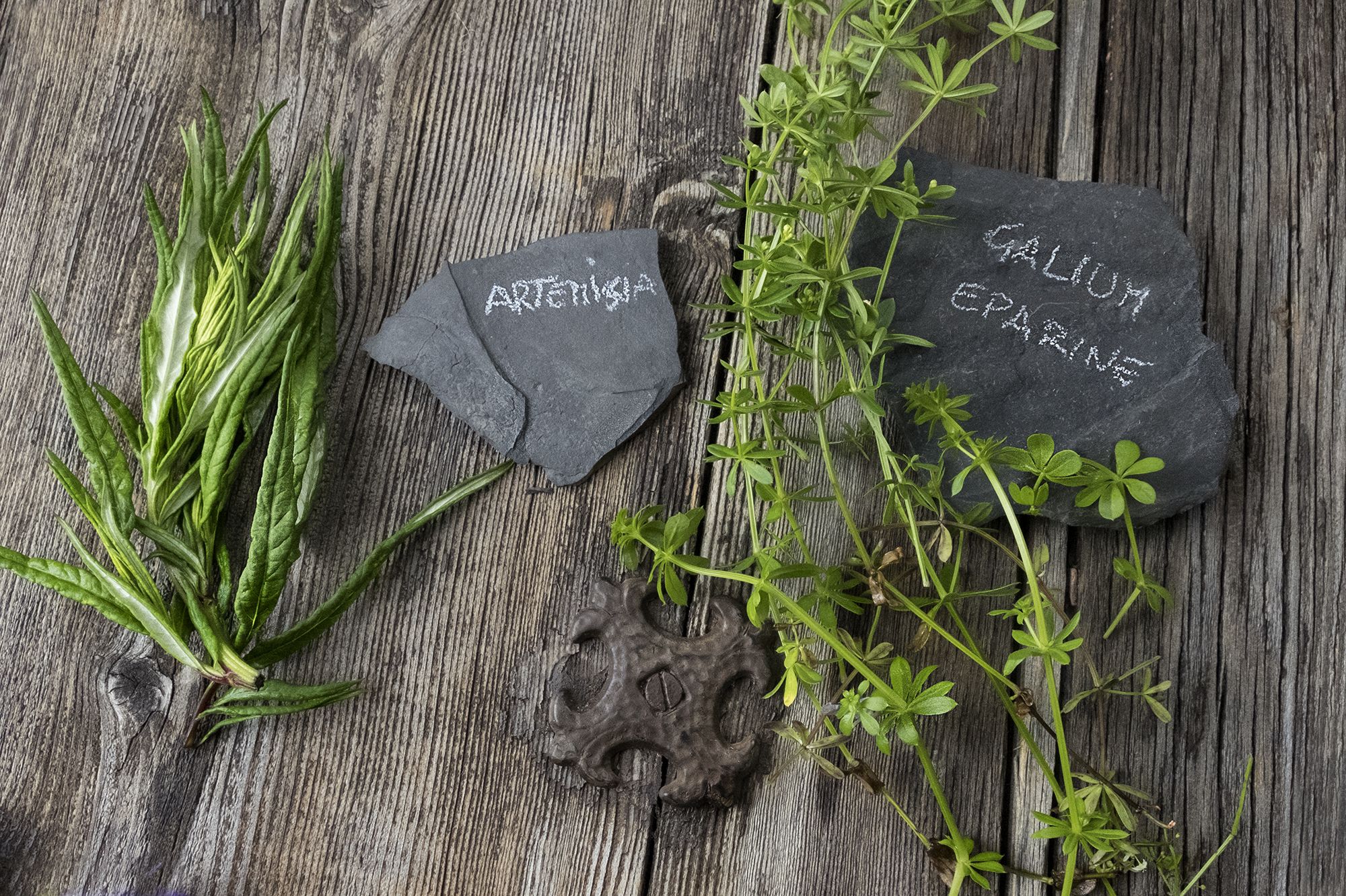 Eleonora Matarrese Galium e Artemisia