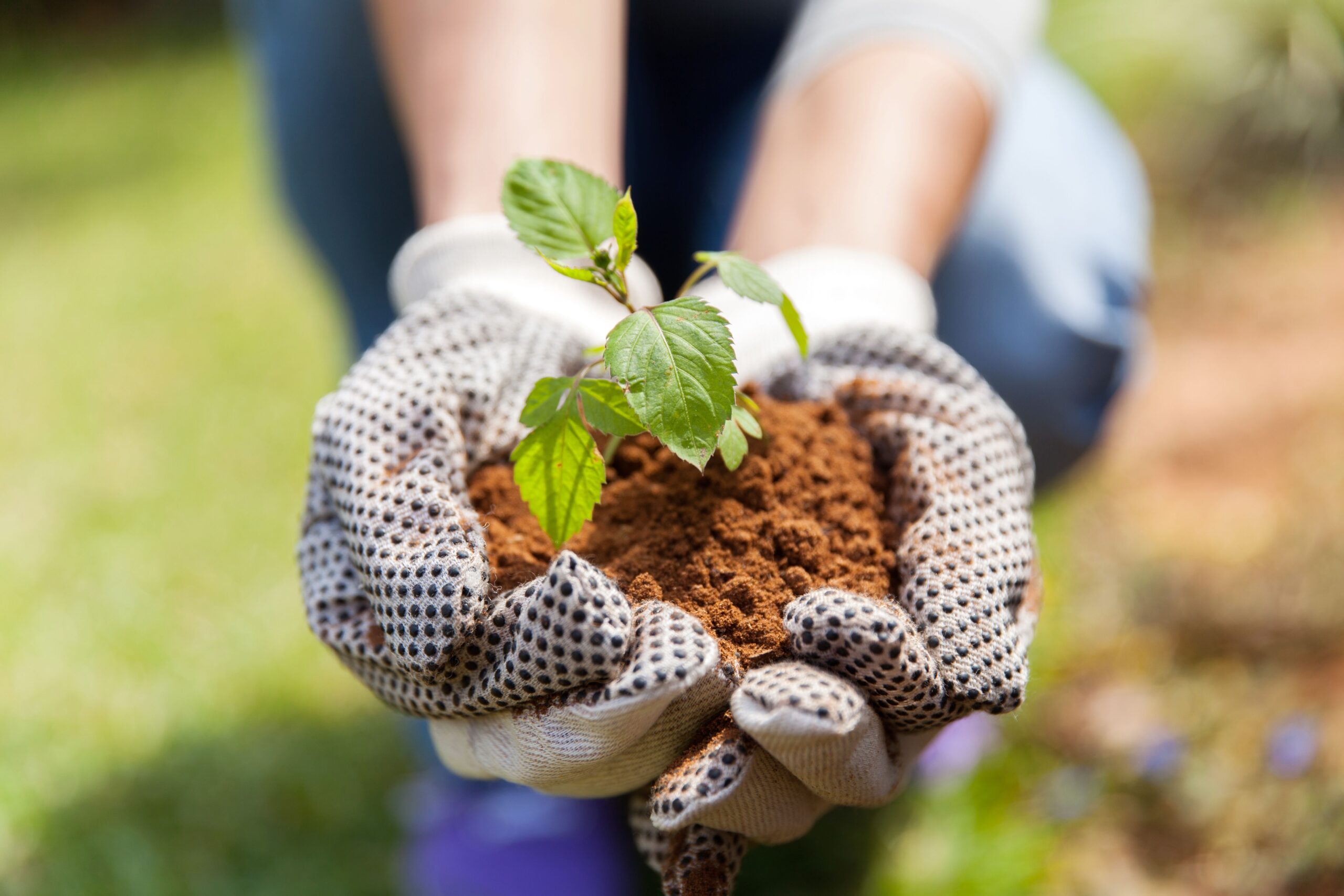 Tutti i trucchi per un giardino da sogno