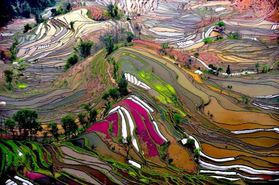 Honghe.Hani.Rice.Terraces.original.1241