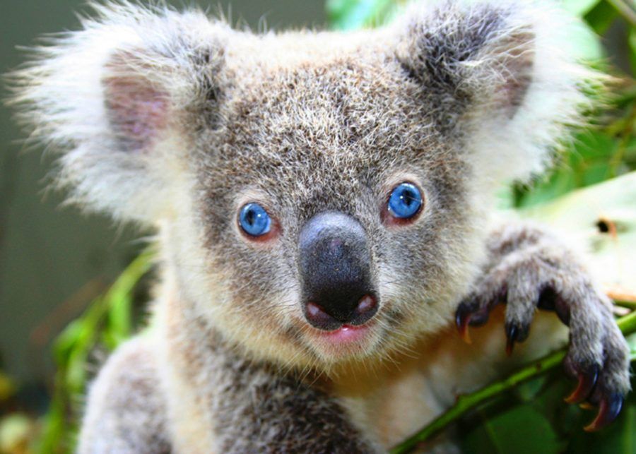 Koala